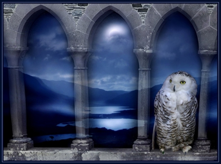 BLUE OWL NIGHT - moon, blue, night, owl, bird