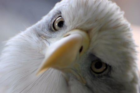 So close.. - beauty, eagle, close, animal, birds