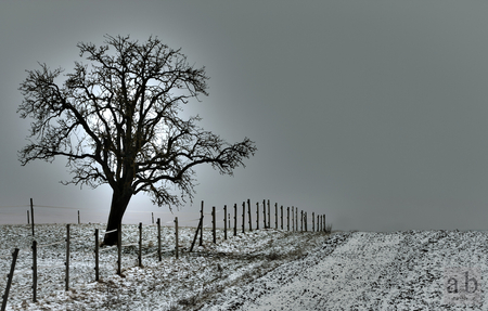 Winter in black and white - winter, image, lonelyness, road, snow, landscape, beauty, fench, tree, nature, cold, early, sun, sky