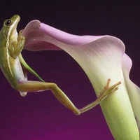 FROG ON A LILLY