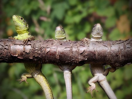 THE ARBITRARY EXERCISE LOG - wildlife, lizzard, exercise, log, lizzards, reptile