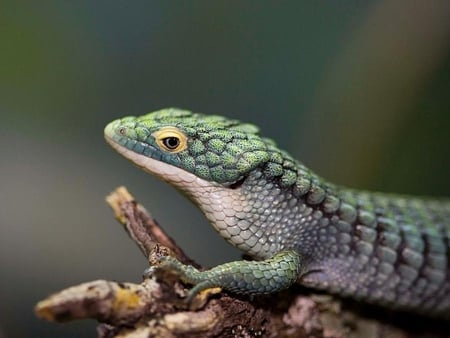 DARK GREEN LIZZARD - vertebrate, reptilian, green, lizzard, wildlife