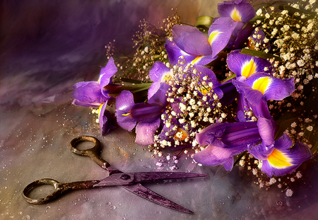 Still Life - beauty, photography, still life, iris, with love, purple, pretty, romance, purple flowers, drops, rain, scissors, for you, lovely, nature, romantic, beautiful, flowers, colors