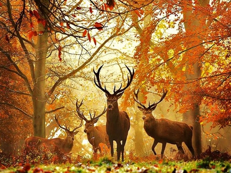 Deers in the Forest