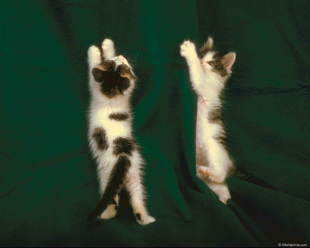 Clawing cats. - curtain, kitten, green, cat