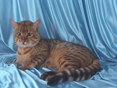 Beautiful cat. - curtain, kitten, blue, pose, cat