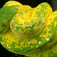 HIGH YELLOW GREEN TREE PYTHON