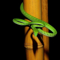 ASIAN VINE SNAKE