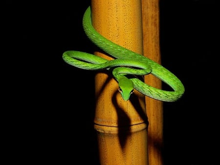 ASIAN VINE SNAKE - vine, snake, green, serpent, asian, scales