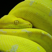 KOFIAU GREEN TREE PYTHON