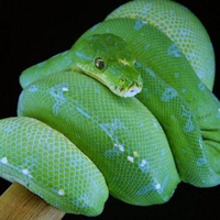 MANOKWARI GREEN TREE PYTHON