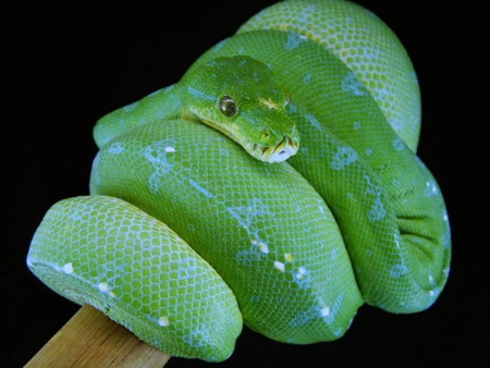 MANOKWARI GREEN TREE PYTHON