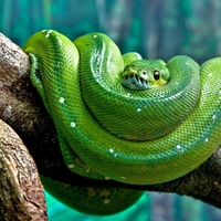 GREEN TREE PYTHON