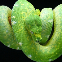 GREEN TREE PYTHON SNAKE