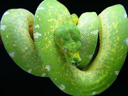 GREEN TREE PYTHON SNAKE - serpent, constrictor, snake, green