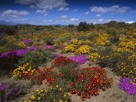 Desert Flowers - colorful, beautiful flowers, desert, red, blue sky, pink