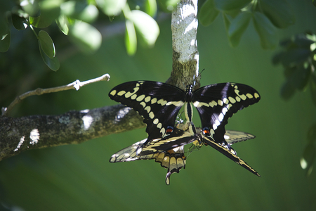 Butterfly_Love - animal, butterflies, 3d, couple, love