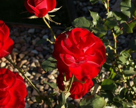 Red, Red, Roses. - i love you, respect, romantic, courage