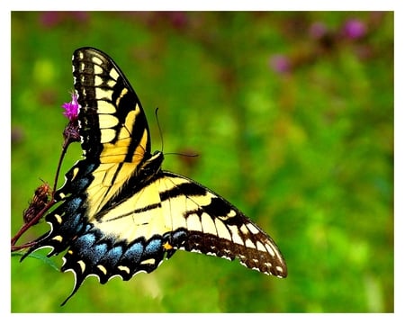 Butterfky - butterfly, 3d, animal, wings