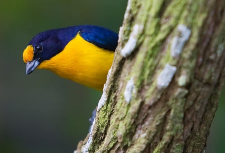 Violet_Euphonia - bird, color, animal, wood