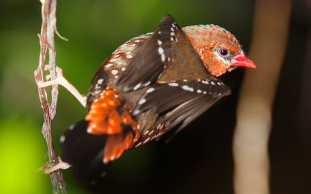 Taking_Off - animal, wood, colors, bird