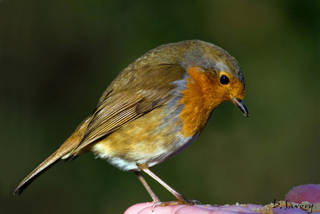 Robin_on_the_hand - animal, colors, robin, bird