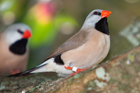 finch_portrait - animal, couple, birds, finch