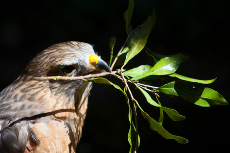 nest_builder - eagle, 3d, animal, bird