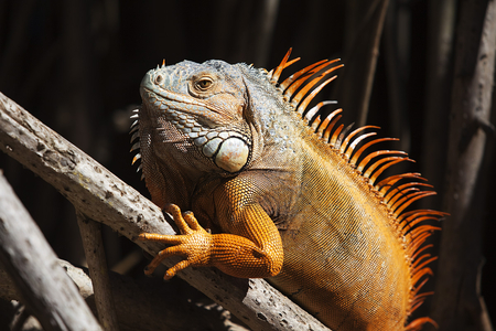 iguana - animal, reptile, wood, iguana