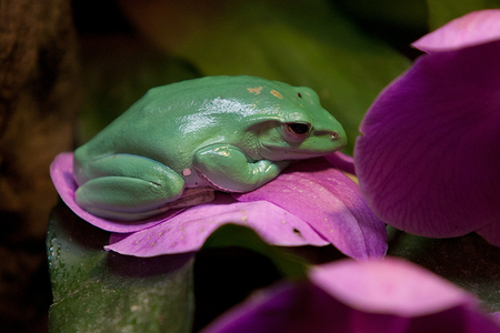 giant_tree_frog - animal, green, tree, frog