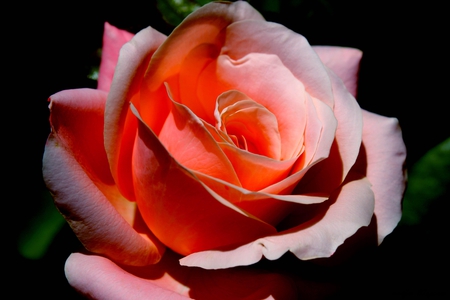 the_rose - rose, 3d, flower, red