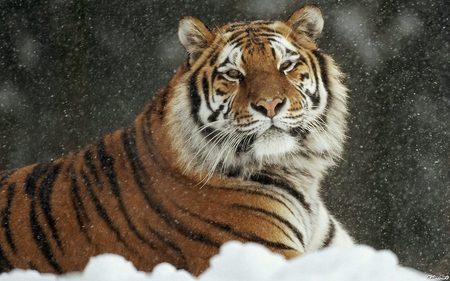 Tiger in the snow - wildlife, animal, tiger, big cat, feline, snow