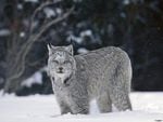 Bobcat in the snow