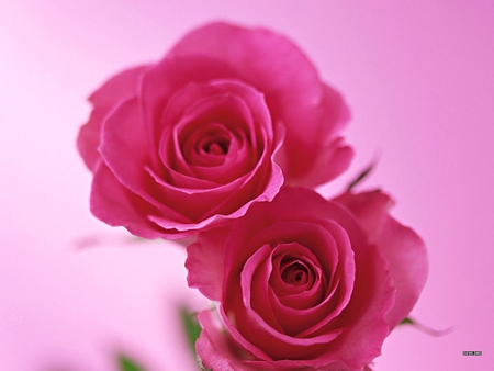 Pretty roses - flower, nature, rose, petal