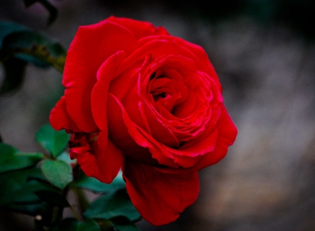 Red rose - beauty, soft, petals, tenderness, rose, red rose, flower