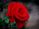 Red rose