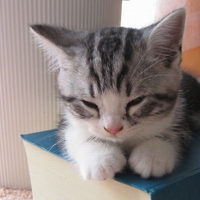 kitty