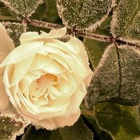 Rose under Frost