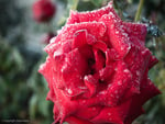 frosty rose