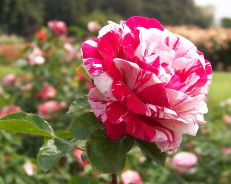 Candy Rose for my friend Cinzia (the-panther) - candy, garden, rose, friend