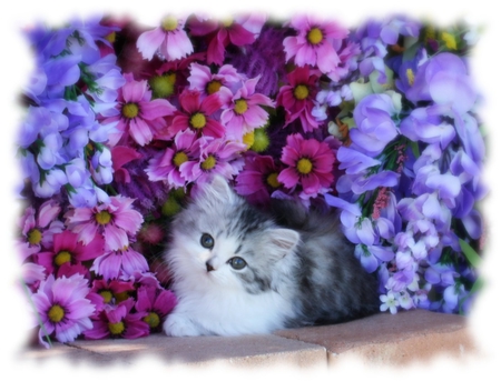 flowers everywhere - flowers, pet, kitten, sweet, cat