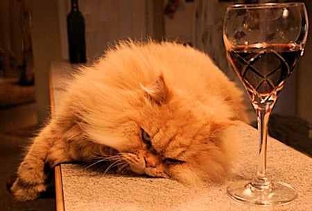 the fun is over - drink, fun, finished, over, cat, glass, party