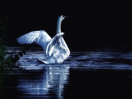 MOON RIVER - moon, river, swan, wallpaper