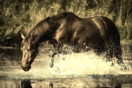 Black Horse - black, nature, horses, animals