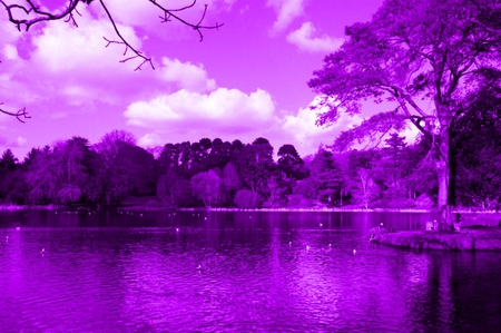 PURPLE LAKE FOR DREAMER GIRL - clouds, trees, purple, lake, reflection, sky