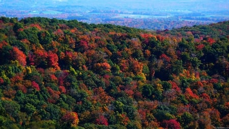 Fall in the mountains - nature, fall, forests, trees, hills, mountains