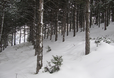 karpi winter - snow, white, winter, photography