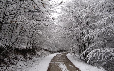 paiko forest winter - forest, winter, mountain, snow