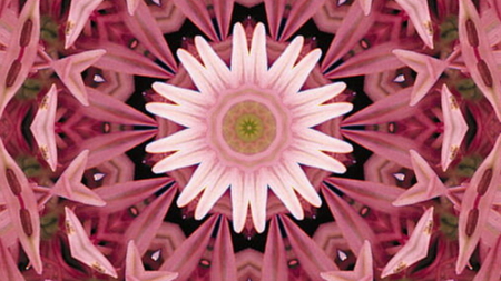 Lily Scope - pretty, flowers, scopes, nature