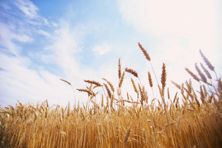 wheat - picture, wheat, images, field, photo